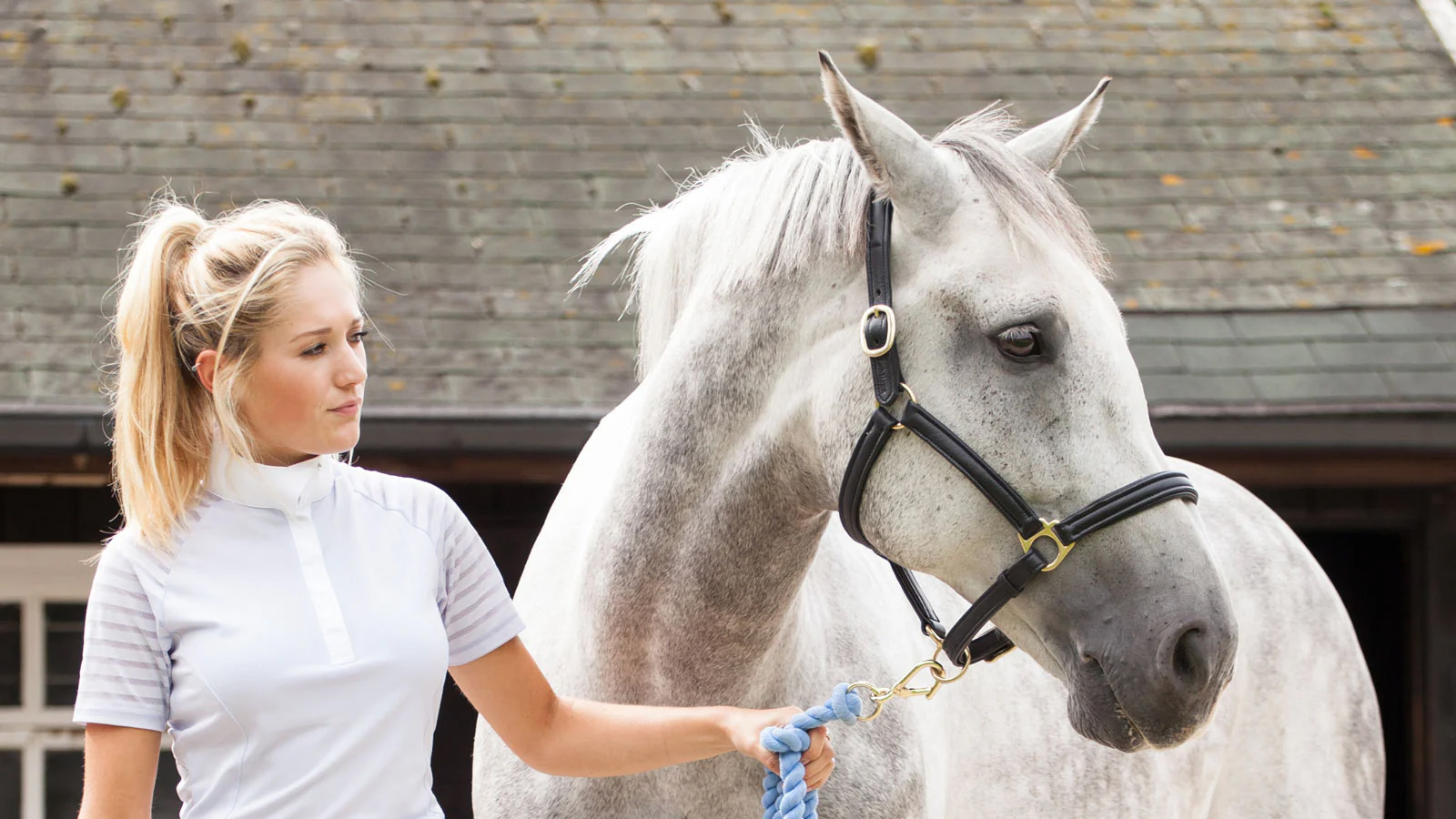 Equestrian Supplies Shop -Equestrian Supplies Shop 3