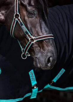 Amigo Headcollar - Black/Teal -Equestrian Supplies Shop amigohc