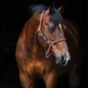 Amigo Headcollar - Red