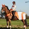 Equisafety Mercury Reflective Wrap Around - Red Orange -Equestrian Supplies Shop equimercurywraporange1rdy