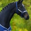 Rambo Grand Prix Headcollar - Navy/Blue