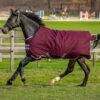 Amigo Hero Ripstop Lite - Fig/Navy -Equestrian Supplies Shop horseware hero lite fig 1rdy