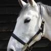 JHL Leather Headcollar - Black -Equestrian Supplies Shop jhl leather headcollar black 1rdy