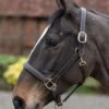 Mark Todd Leather Headcollar - Havana/White -Equestrian Supplies Shop mark todd leather headcollar 1rdy