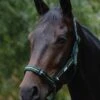 Roma Coordinate Padded Headcollar - Dark Green/Black/Green -Equestrian Supplies Shop roma coord headcollar dark green 1rdy