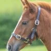 Shires GARA Adjustable Leather Headcollar - Havana -Equestrian Supplies Shop shires leather headcollar havana 1rdy