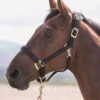 Shires Topaz Padded Headcollar - Black -Equestrian Supplies Shop topazhcblack.rdy