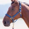 Shires Topaz Padded Headcollar - Navy
